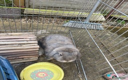 Mini Lop rabbits for sale: Two female grey mini lops  - Image 4