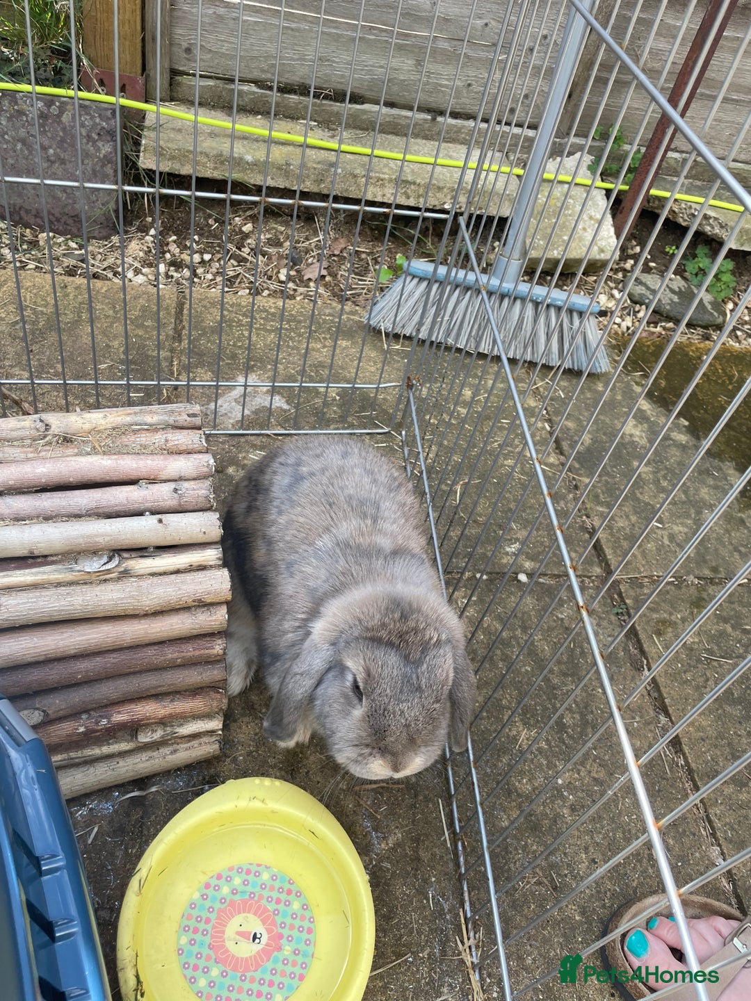 Mini Lop rabbits for sale: Two female grey mini lops  - Image 4