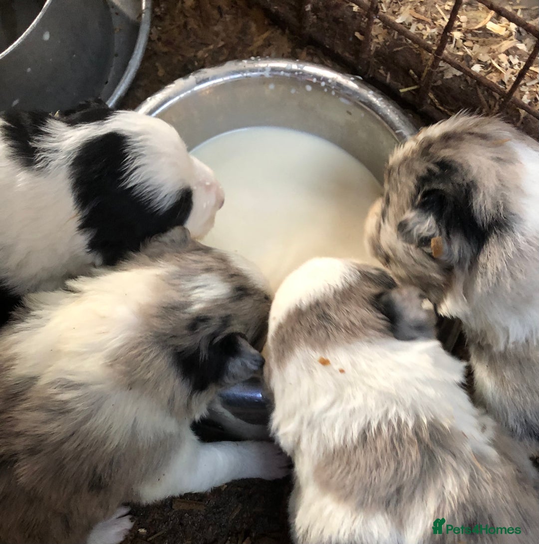 Border Collie dogs for sale: Border Collie (Long haired Blue merle) - Advert 8