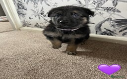 German Shepherd dogs for sale: German shepherd puppies  - Image 19