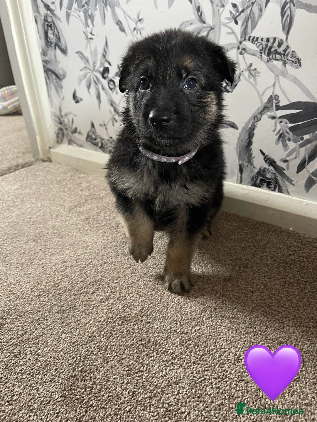 German Shepherd dogs for sale: German shepherd puppies  - Image 19