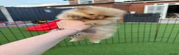 Pomeranian dogs for sale:  **  Pomeranian puppy’s ready to leave  in Liverpool - Advert 5