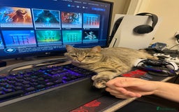Domestic Shorthair cats for sale: Gorgeous grey tabby female. - Image 1