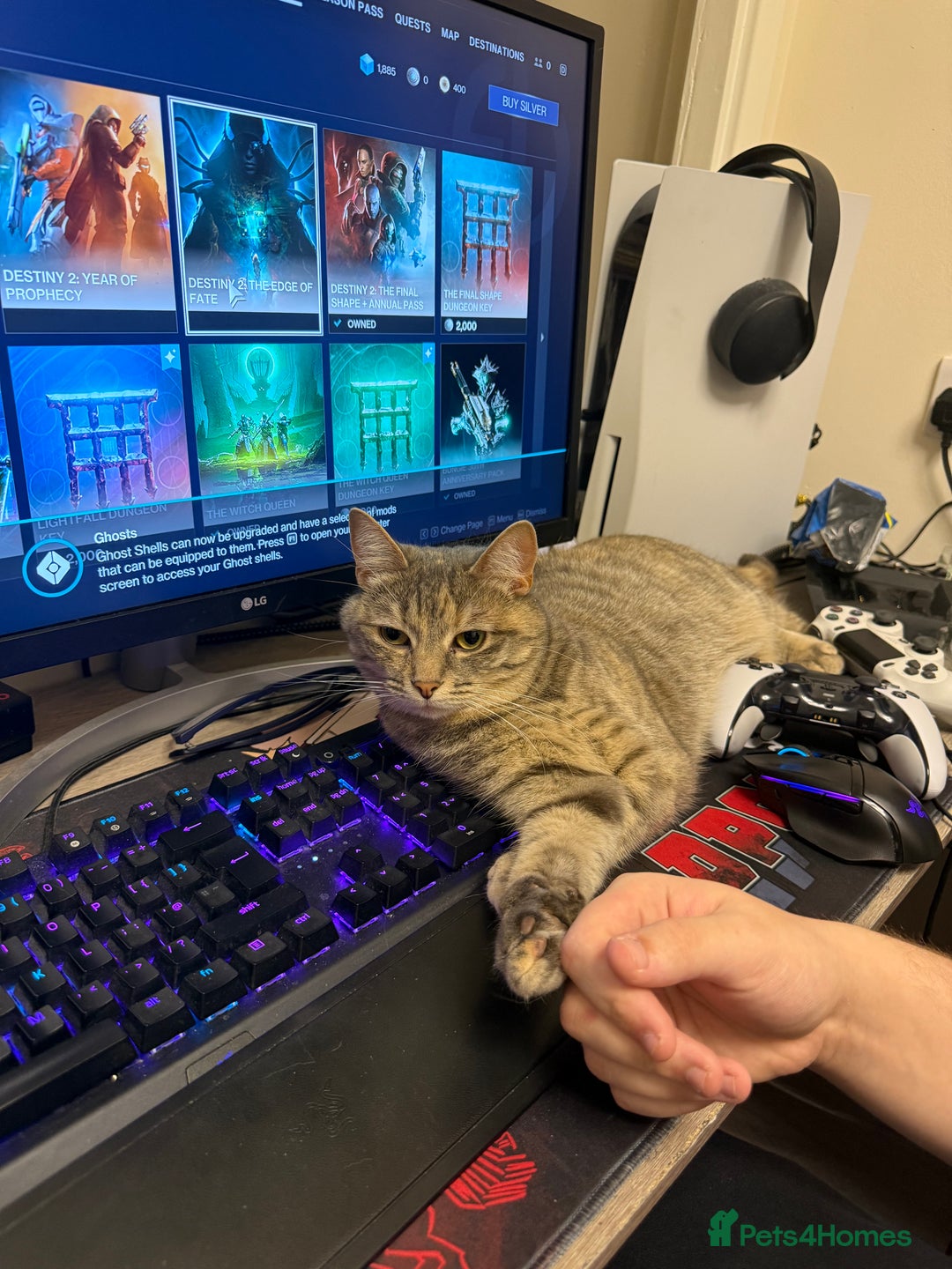 Domestic Shorthair cats for sale: Gorgeous grey tabby female. - Image 1