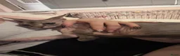 Sphynx cats for sale: Beautiful Stripy Sphynx kittens - Advert 2