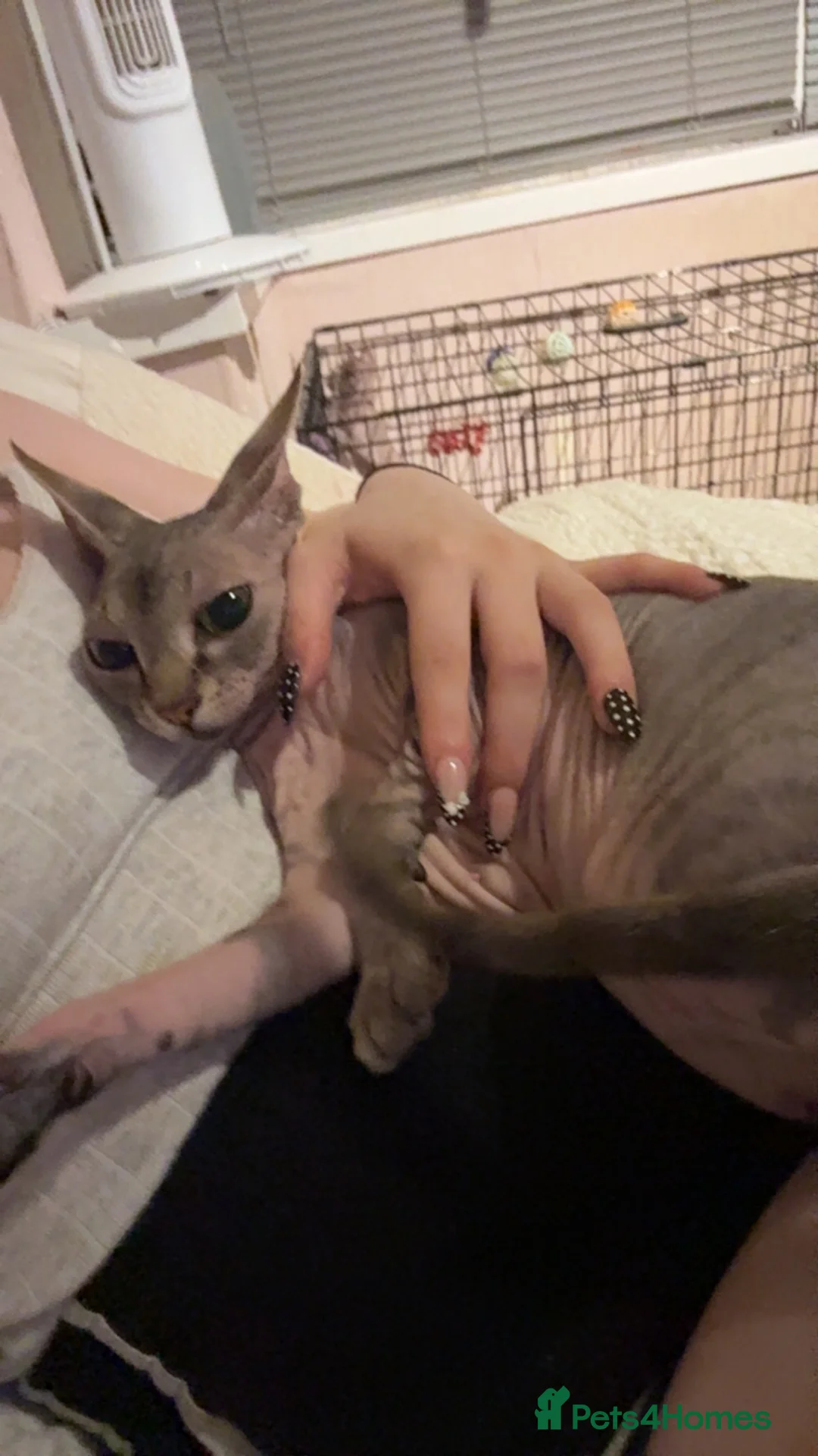 Sphynx cats for sale: Beautiful Stripy Sphynx kittens - Advert 2