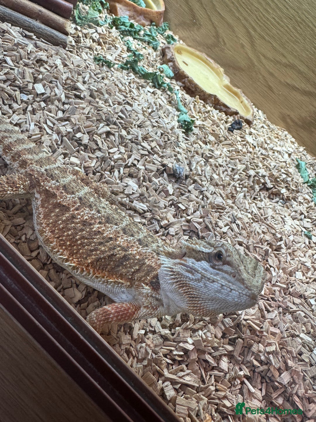 Bearded Dragon reptiles for sale: Bearded dragon and full set up - Image 4