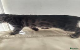 Bengal cats for sale: Stunning Silver & Charcoal Bengal Boys & Girls! - Image 10