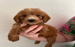 Cockapoo dogs for sale: Fluffy F1 puppies ready 27-09  - Image 17