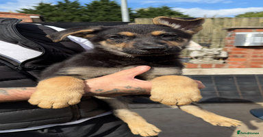 German Shepherd dogs - Advert 7