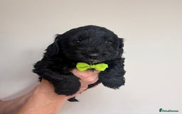 Cockapoo dogs for sale: F1 Cockerpoo's  - Image 10