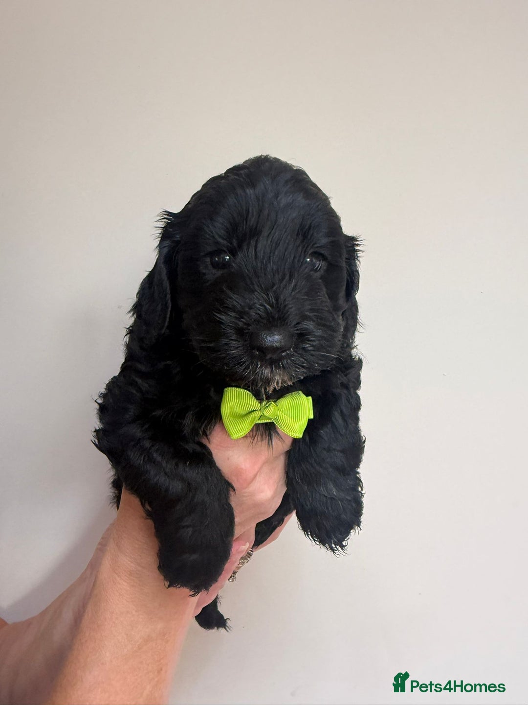 Cockapoo dogs for sale: F1 Cockerpoo's  - Image 10