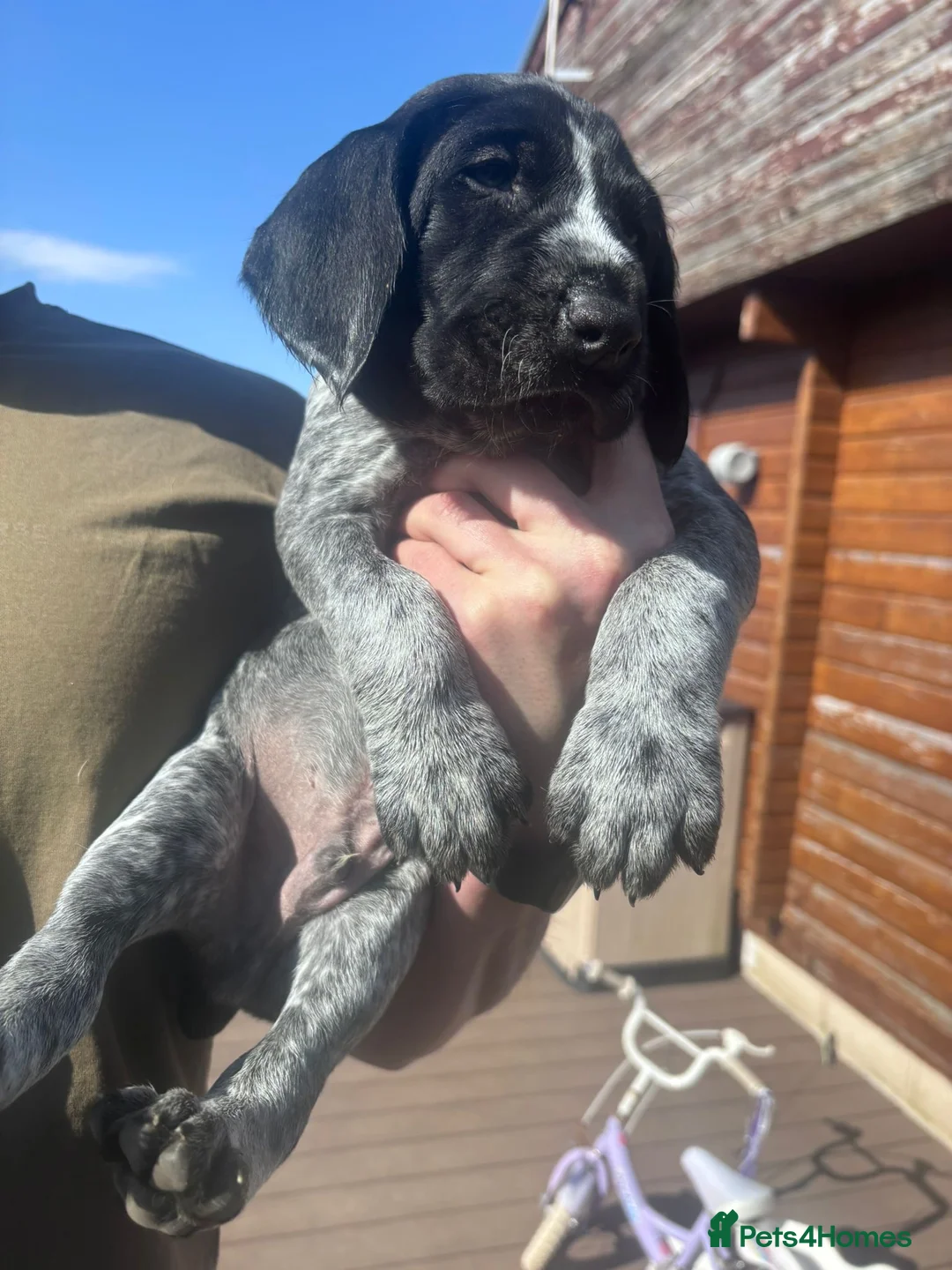 German Wirehaired Pointer dogs for sale: KC GWP Pups - Advert 1
