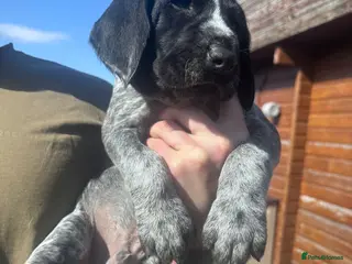 German Wirehaired Pointer dogs KC GWP Pups - Advert 1