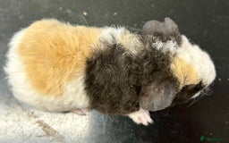 Guinea Pig rodents for sale: Teddy Guinea Pig Baby Boars - Image 19