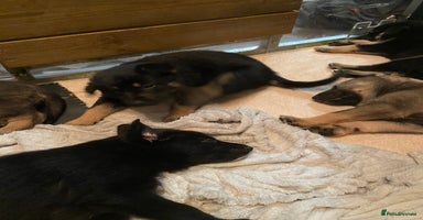 German Shepherd dogs Outstanding German shepherd pups  - Advert 5