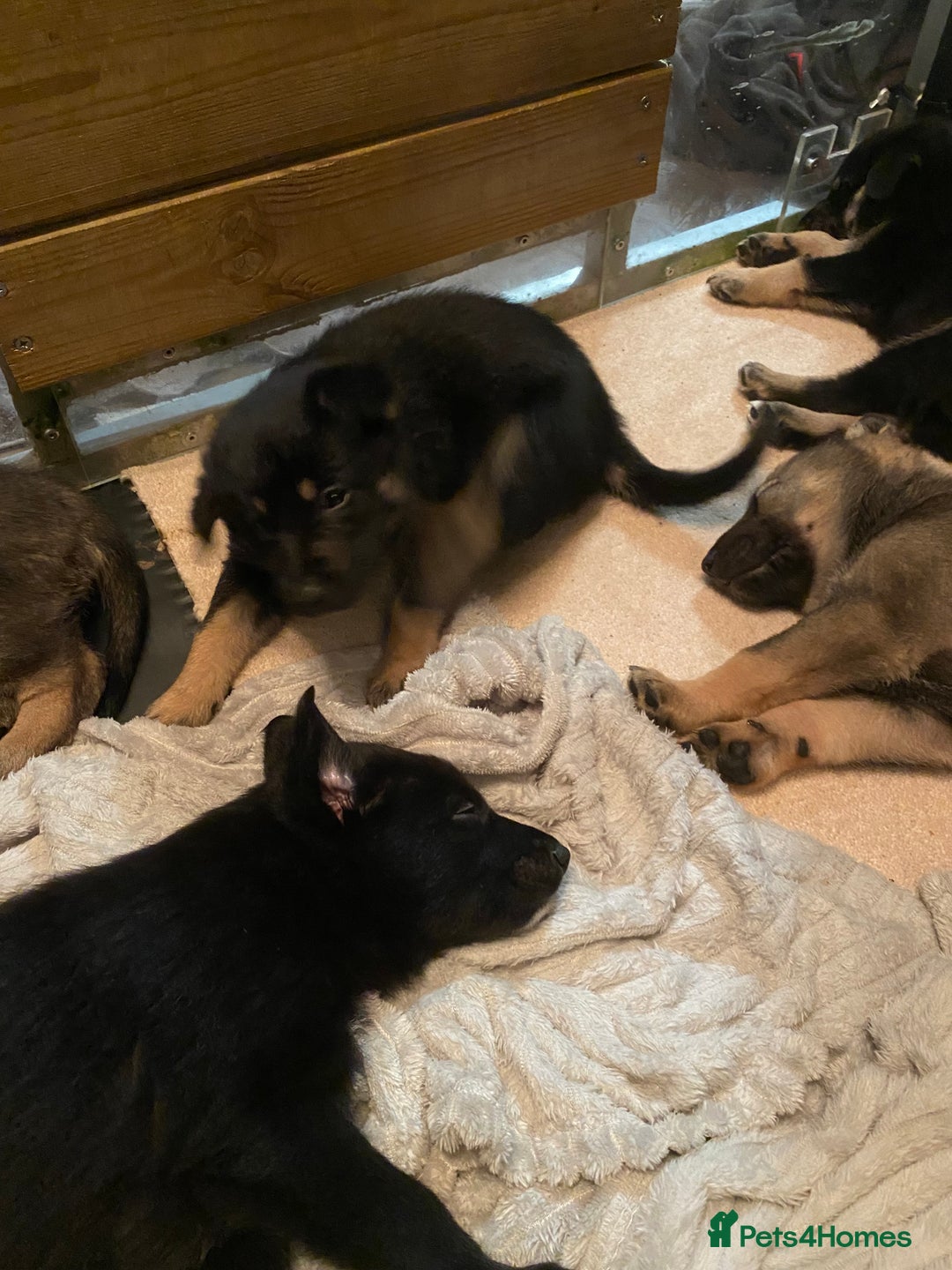 German Shepherd dogs for sale: Outstanding German shepherd pups  - Advert 2
