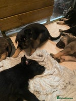 German Shepherd dogs Outstanding German shepherd pups - Advert 5