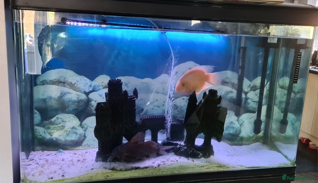 Catfish fish for sale: Large Fish Tank 120 x 70 x 38 cm with Catfish etc  - Image 5