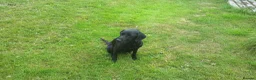 Labrador Retriever dogs for sale: Extremely Well Bred Labrador Pups for Sale - Advert 3