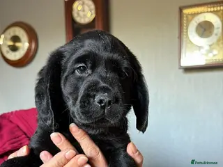 Cockerdor dogs 2 beautiful black cockerdors - Advert 5