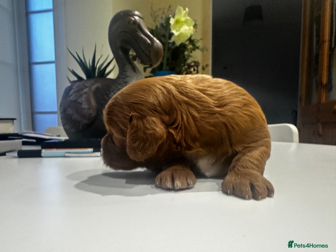 Cockapoo dogs for sale: F1b cockapoo girls for sale.  - Advert 7