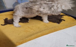 Toy Poodle dogs for sale: Asian toy poodle  - Image 6