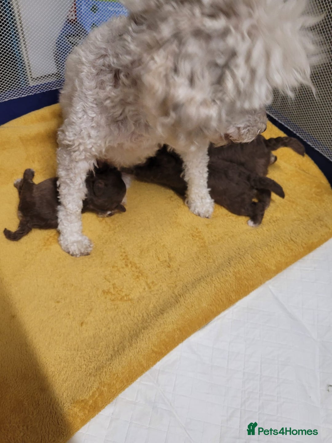 Toy Poodle dogs for sale: Asian toy poodle  - Image 6