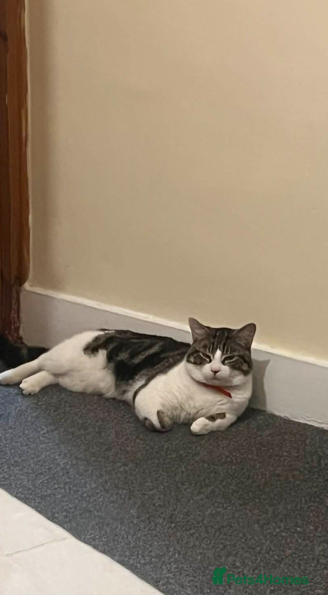 European cats for sale: FREE  - Advert 2