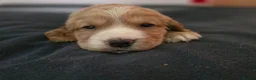 Cocker Spaniel dogs for sale: KC Cocker spaniel puppies - Advert 1