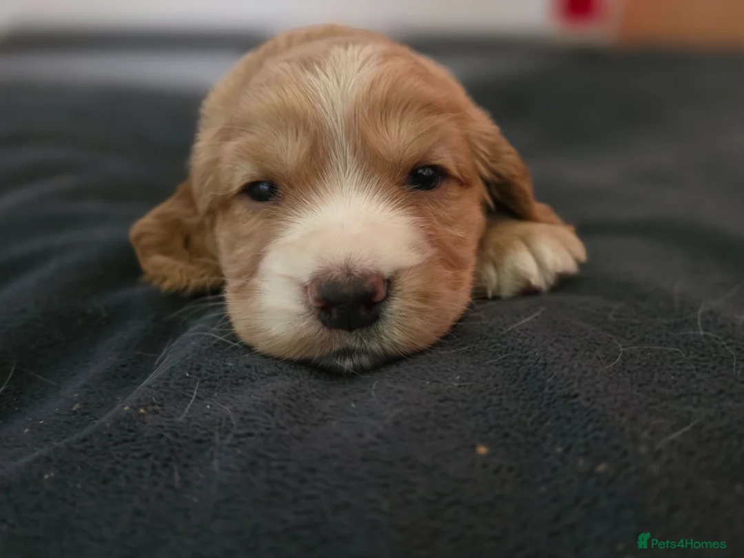 Cocker Spaniel dogs for sale: KC Cocker spaniel puppies - Advert 1