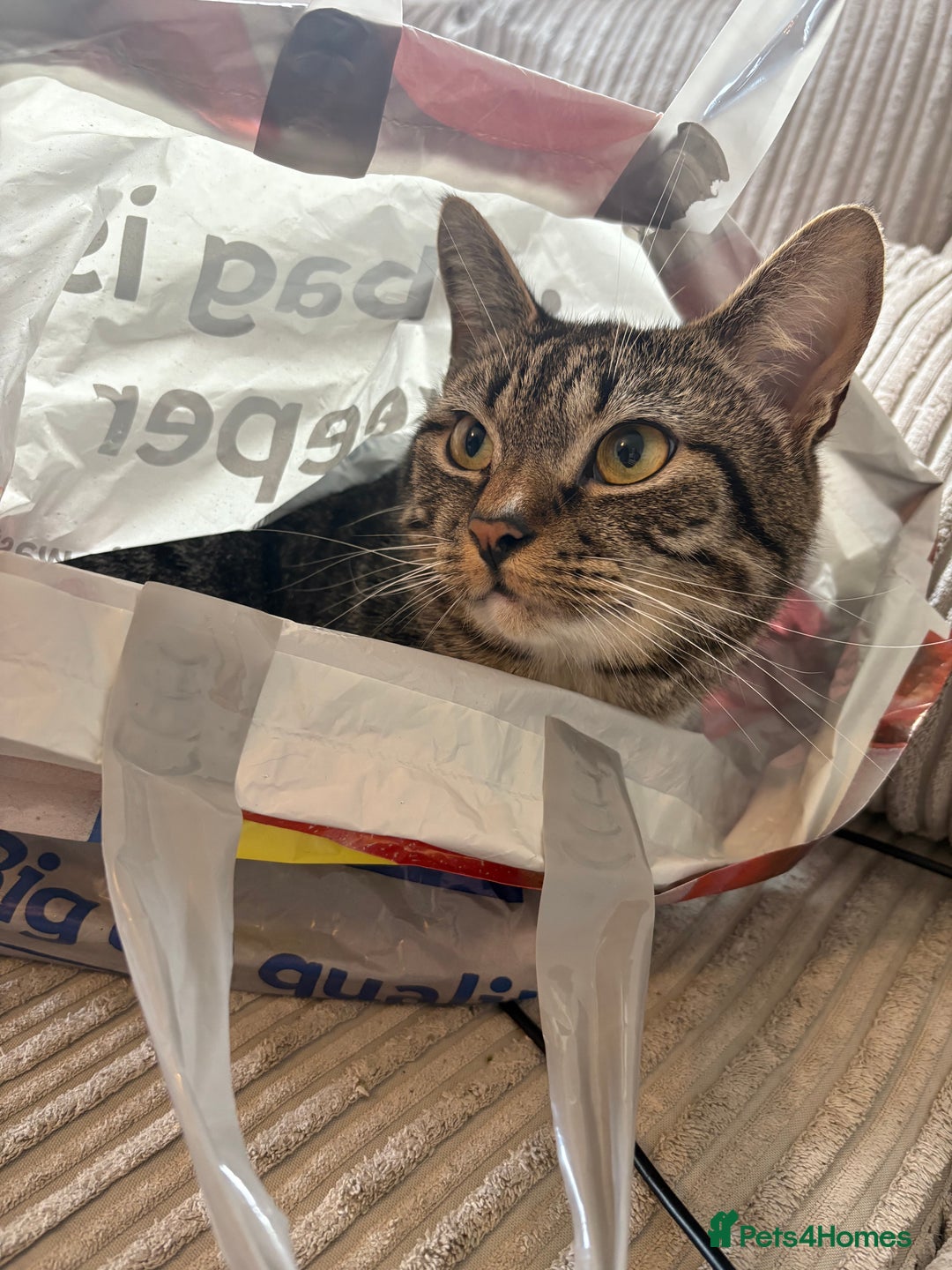 Mixed Breed cats for sale: Snowy and pip🩵💕 - Image 12