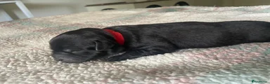 Red collar