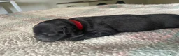 Mixed Breed dogs for sale: Mixed breed puppy’s  - Advert 15