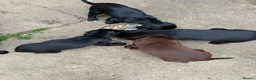Cocker Spaniel dogs for sale: Working Cocker Spaniel Puppies For Sale - Advert 16
