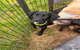 Springador dogs for sale: One Springerdor pup left born 8/06/2025 - Image 7