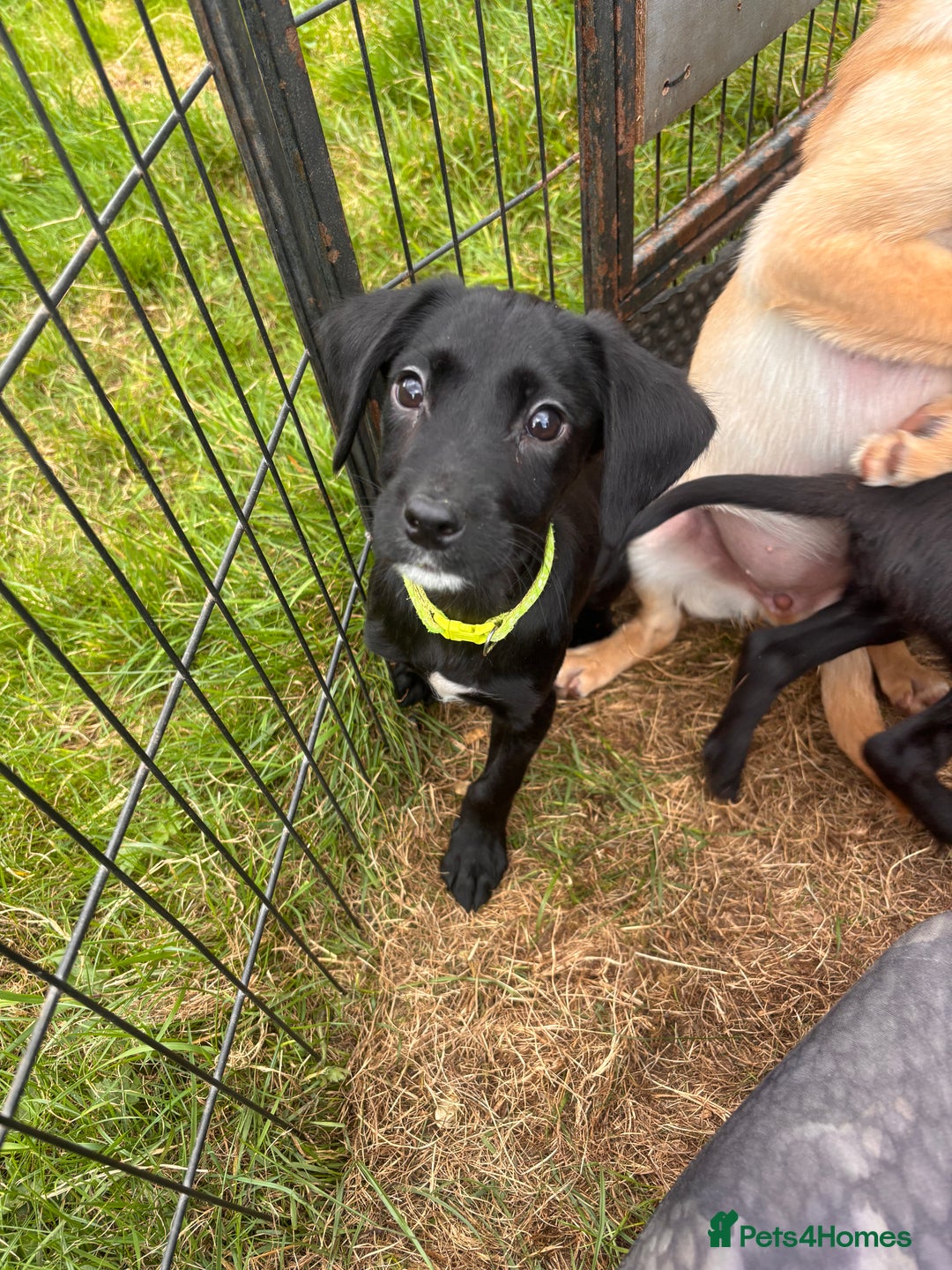 Springador dogs for sale: One Springerdor pup left born 8/06/2025 - Image 7