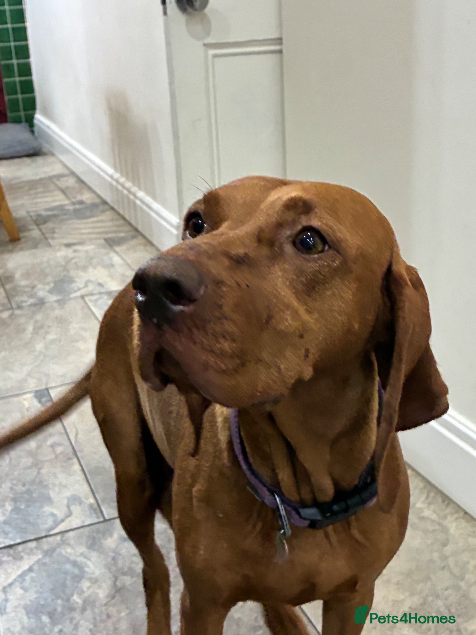 Hungarian Vizsla dogs  ❤️🤍MORE INDIVIDUAL PHOTOS ADDED🧡💙 - Advert 2
