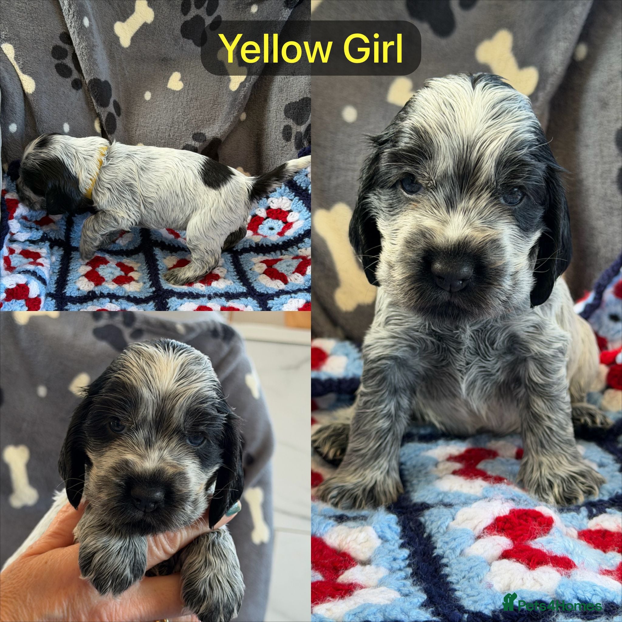 Cocker Spaniel dogs Kc, hip/Elbows, eye, dna clear parents - Advert 1