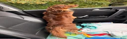 Miniature Dachshund dogs for stud: SLINKY (stud) please read below - Advert 6