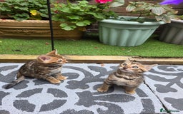 Bengal cats for sale: ✨ Bengal Kittens Looking for Loving Homes ✨ - Image 22