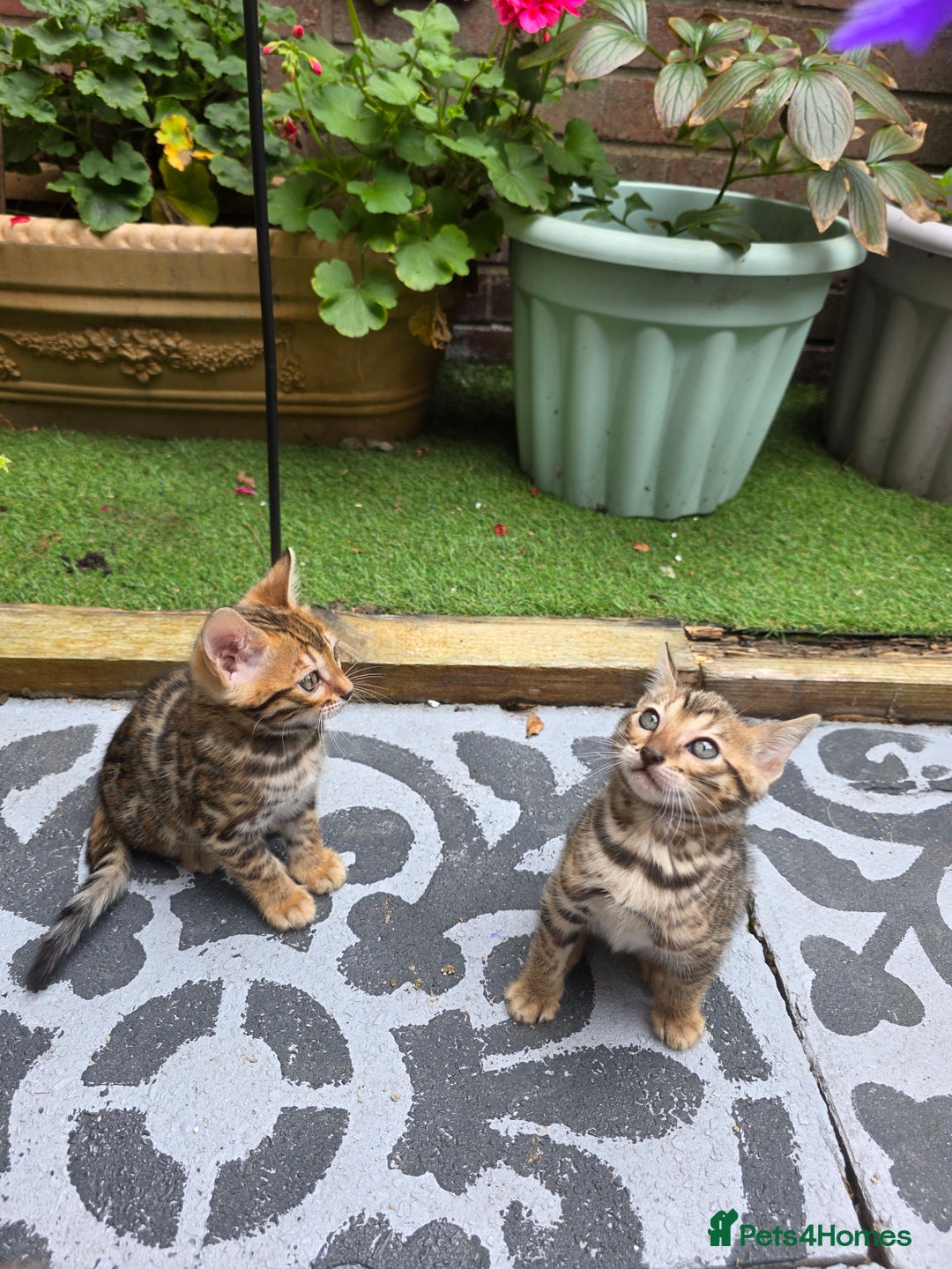 Bengal cats for sale: ✨ Bengal Kittens Looking for Loving Homes ✨ - Image 22