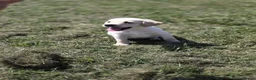 Labrador Retriever dogs for sale: Gorgeous mixed litter of golden Labrador puppies  - Advert 14