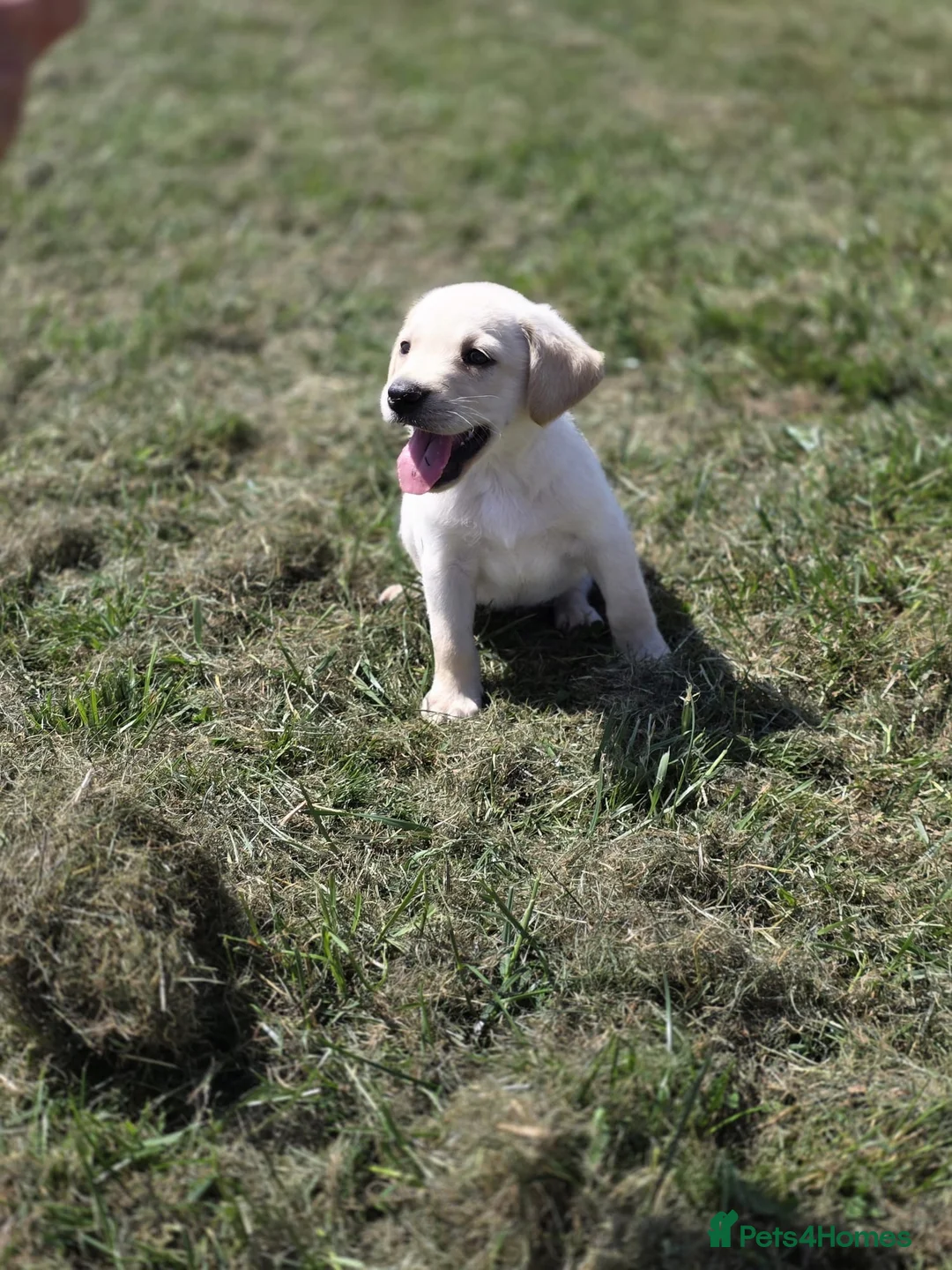 Labrador Retriever dogs for sale: Gorgeous mixed litter of golden Labrador puppies  - Advert 14