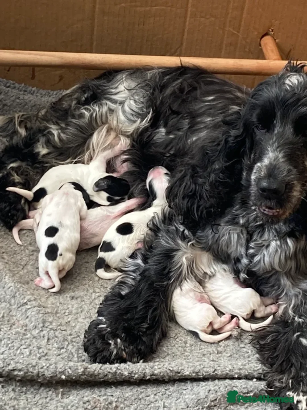 Cocker Spaniel dogs for sale: Stunning KC Registered Show Cocker Spaniel Puppies - Advert 2