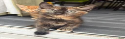 Mixed Breed cats for sale: Adorable Kittens Looking for Loving Homes!  - Advert 15