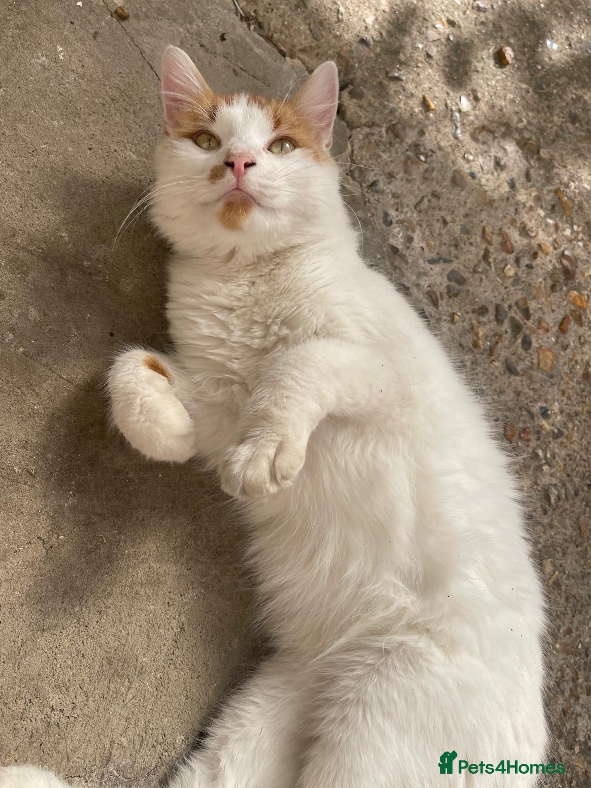 Ragdoll cats Beautiful Male kitten/Cat ready to find a home - Advert 2