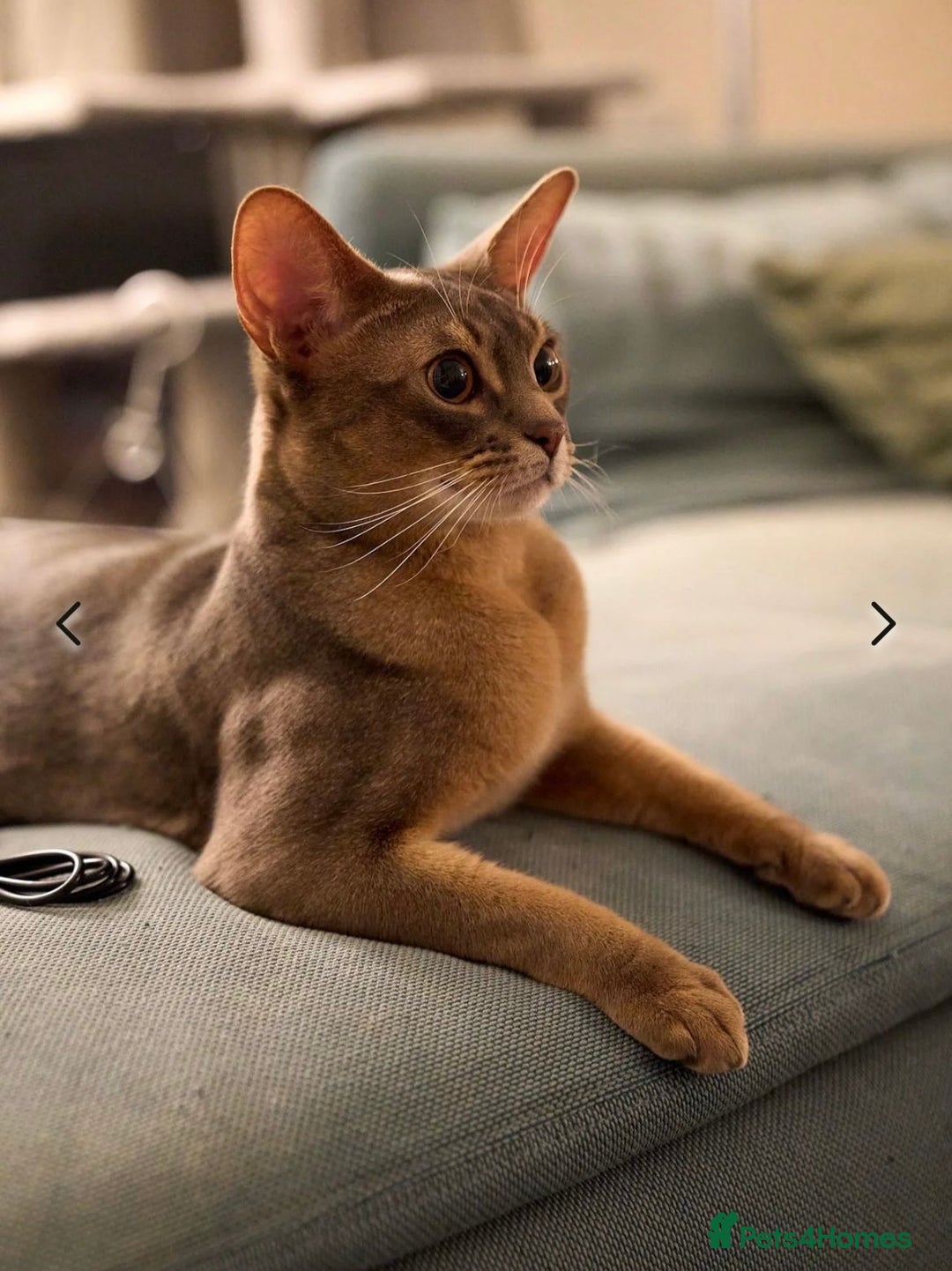 Abyssinian cats for sale: Abyssinian male - Image 4