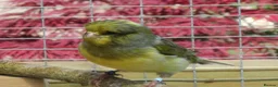 Canaries birds for sale: Gloster Canary Male - Advert 5