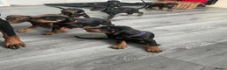 Dobermann dogs for sale: Doberman puppies  - Advert 6